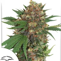 Master Kush®